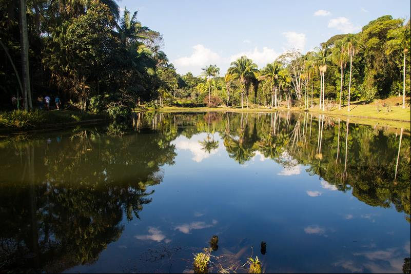 Floresta - Amaz